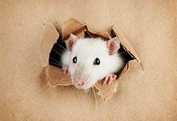 Rodent Proofing | Attic Cleaning Fremont, CA