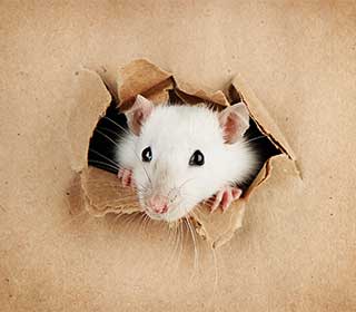 Rodent Proof Insulation | Attic Cleaning Fremont, CA Rodent Proof Insulation | Attic Cleaning Fremont, CA