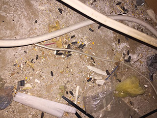 Know If Your Attic Needs Rodent Proofing | Attic Cleaning Fremont, CA Know If Your Attic Needs Rodent Proofing | Attic Cleaning Fremont, CA